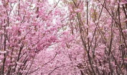 樱花飘落的短视频,春日浪漫瞬间捕捉